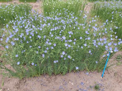 Click for 2 image(s) for this accession.